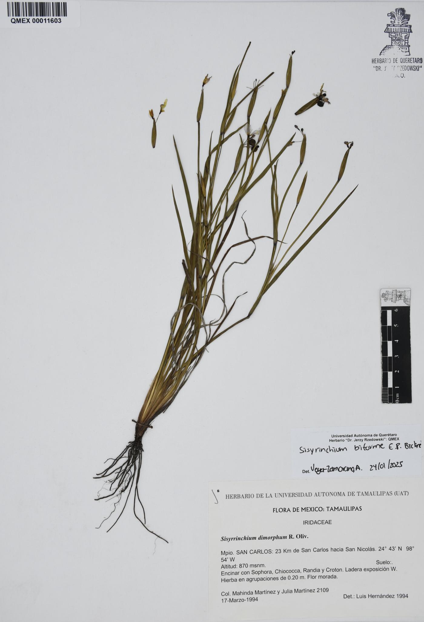Sisyrinchium biforme image